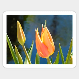 Spring Tulip Sticker